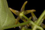 Angularfruit milkvine